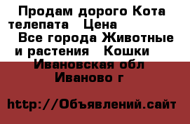  Продам дорого Кота-телепата › Цена ­ 4 500 000 - Все города Животные и растения » Кошки   . Ивановская обл.,Иваново г.